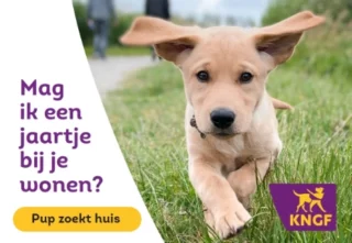 Bezoek de site van KNGF Geleidehonden met informatie over puppypleeggezinnen